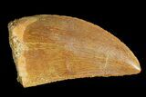 Serrated, Juvenile Carcharodontosaurus Tooth #183510-1